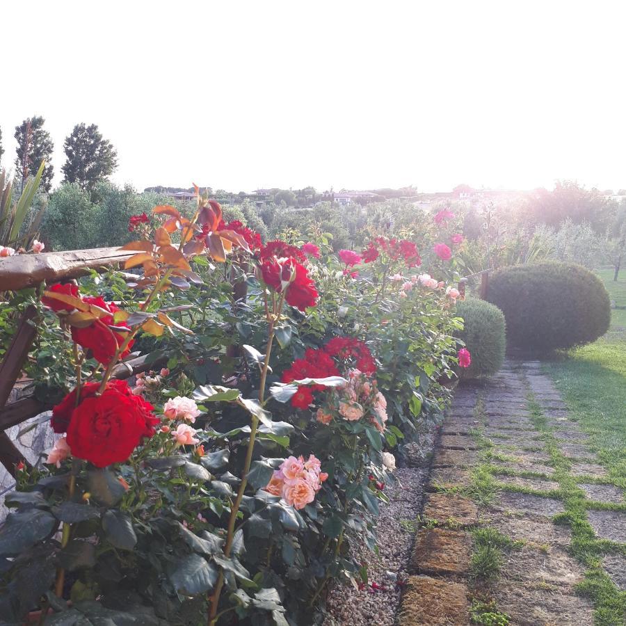 Casa Degli Ulivi Bed & Breakfast Cerveteri Exterior photo